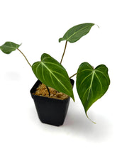 Load image into Gallery viewer, Philodendron Gloriosum