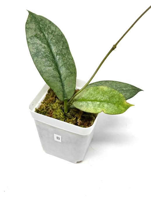 Hoya Mitrata Silver B