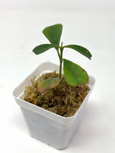 Load image into Gallery viewer, Hoya Manipurensis
