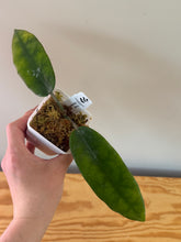 Load image into Gallery viewer, 311. Hoya Stenaokei