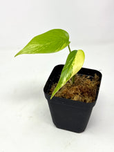 Load image into Gallery viewer, Monstera Deliciosa Aurea Variegated H