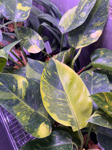 Philodendron Green Congo Variegated