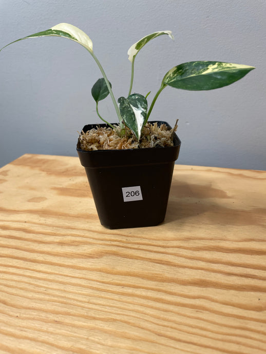 206. Epipremnum Pinnatum Variegated