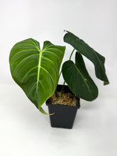 Load image into Gallery viewer, Philodendron Glorious