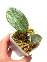 Load image into Gallery viewer, Hoya Carnosa ‘Grey Ghost’