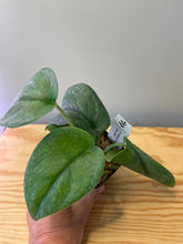 Load image into Gallery viewer, 20. Scindapsus Picta ‘Silver Cloud’