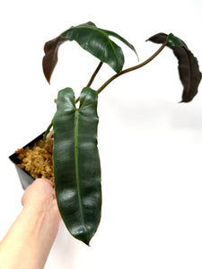 Philodendron Atabapoense