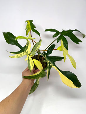 Philodendron Florida Beauty C