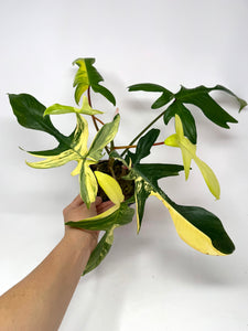 Philodendron Florida Beauty C