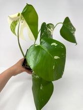 Load image into Gallery viewer, Monstera Deliciosa Albo Variegated A