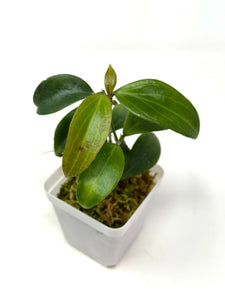 Hoya Merrillii
