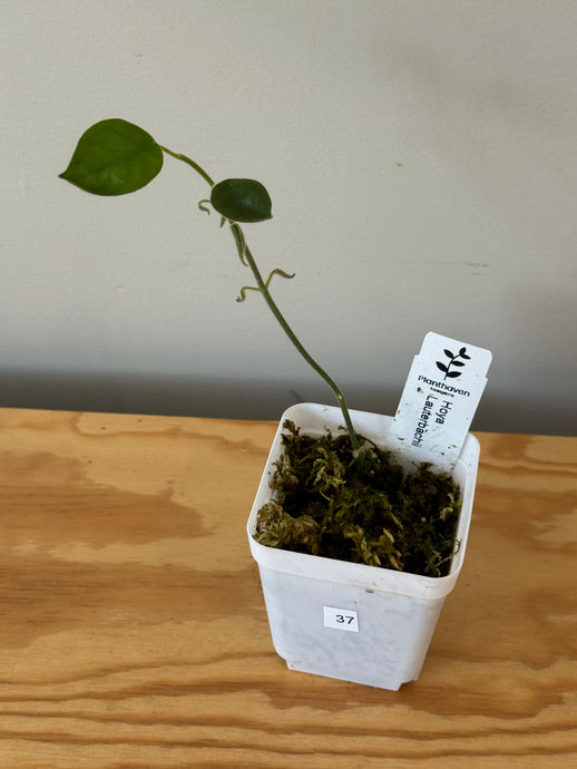 37. Hoya Lauterbachii