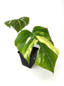 Monstera Deliciosa Aurea Variegated C