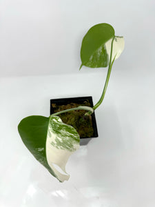 Monstera Deliciosa Albo Variegated A