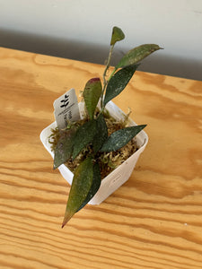 350. Hoya Parviflora Splash