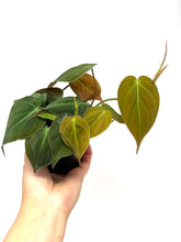 Load image into Gallery viewer, Philodendron Hederaceum ‘Micans’