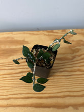 Load image into Gallery viewer, 78. Hoya Lacunosa