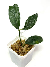Load image into Gallery viewer, Hoya Cystiantha Splash