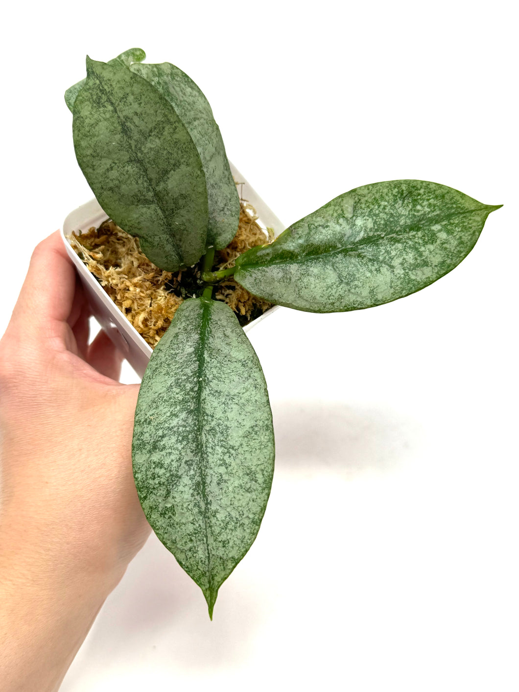 Hoya Mitrata Silver F