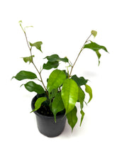 Load image into Gallery viewer, Ficus Benjamina ‘Little Leaf’