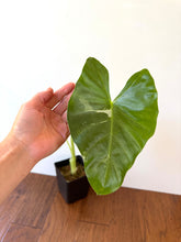 Load image into Gallery viewer, Alocasia Maccrorhiza Variegated C