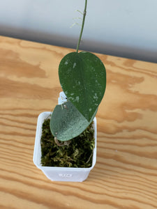 172. Hoya Glabra Silver