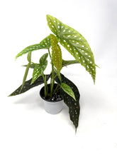 Load image into Gallery viewer, Begonia Maculata ‘Angel Wing’