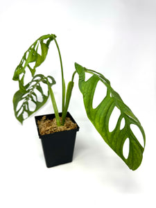 Monstera Esqueleto