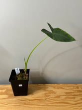 Load image into Gallery viewer, 123. Alocasia Maccrorhiza Albo Variegated (reverted)