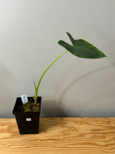 123. Alocasia Maccrorhiza Albo Variegated (reverted)