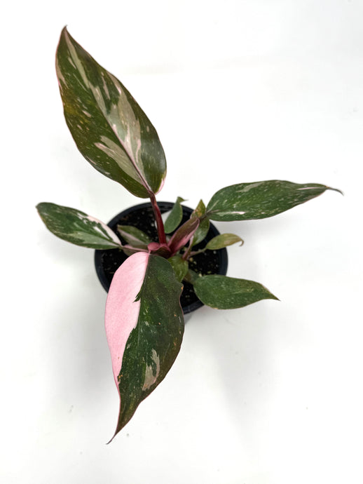 Philodendron Pink Princess