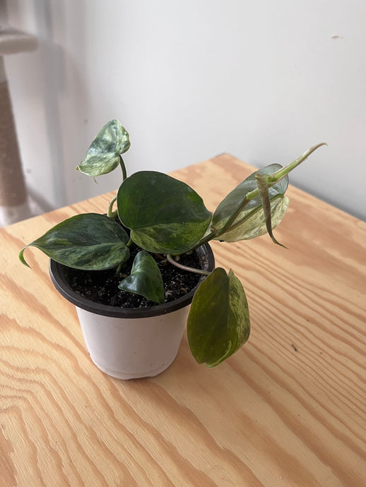 107. Philodendron Hederaceum Variegated