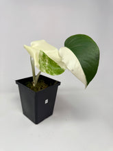 Load image into Gallery viewer, Monstera Deliciosa Albo Variegated G