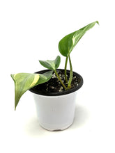 Load image into Gallery viewer, Philodendron ‘Rio’