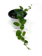 Load image into Gallery viewer, Aeschynanthus Radicans Thai Pink