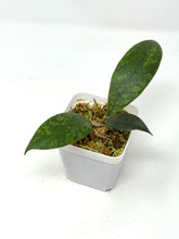 Load image into Gallery viewer, Hoya Lambii Silver F