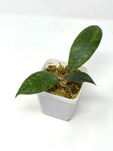 Hoya Lambii Silver F