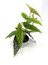 Load image into Gallery viewer, Begonia Maculata ‘Angel Wing’