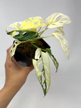 Load image into Gallery viewer, Monstera Adansonii Albo Variegated D
