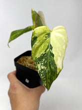 Load image into Gallery viewer, Philodendron Gloriosum Variegated F