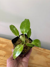 Load image into Gallery viewer, 126. Philodendron Giganteum Blizzard