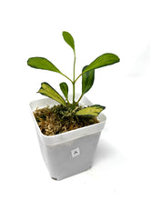 Load image into Gallery viewer, Hoya Manipurensis Variegated A