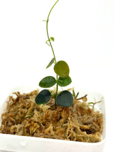 Load image into Gallery viewer, Hoya sp. Papua (IM08)