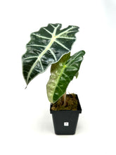 Load image into Gallery viewer, Alocasia Amazonica Variegated A