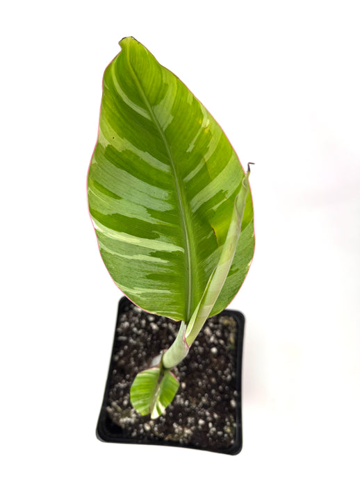Musa Ae Ae Variegated Banana Tree (Ships within Canada only)