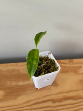 Load image into Gallery viewer, 344. Hoya Multiflora White Margins Variegated