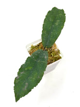 Load image into Gallery viewer, Hoya Undulata ‘Red Leaves’ Splash