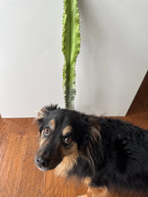 Load image into Gallery viewer, Euphorbia Ammak Variegated