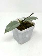 Load image into Gallery viewer, Hoya Wilbur Graves Silver E