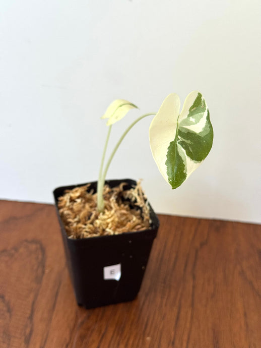 Alocasia Maccrorhiza Variegated E